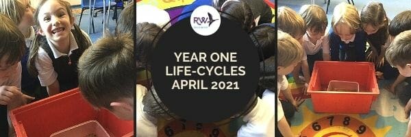 Year One Study Life Cycles